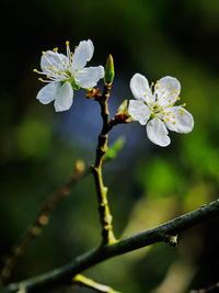 Close-up of white cherry blossom