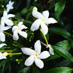 Close-up of white flowering plant