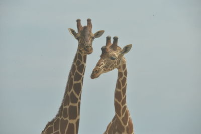 Low angle view of giraffe against sky