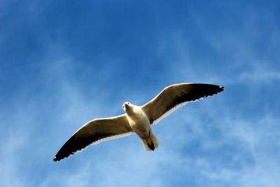 Low angle view of seagull flying against sky