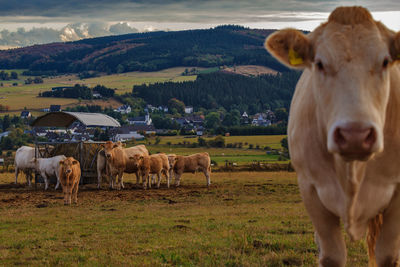Cows grazing on field against sky