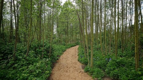 Dirt road amidst trees in forest