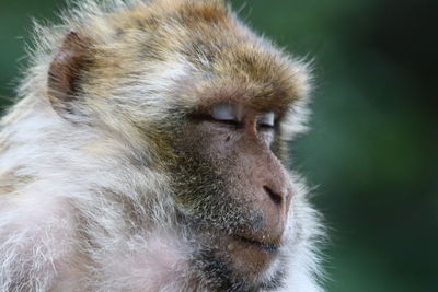 Close-up of a monkey looking away