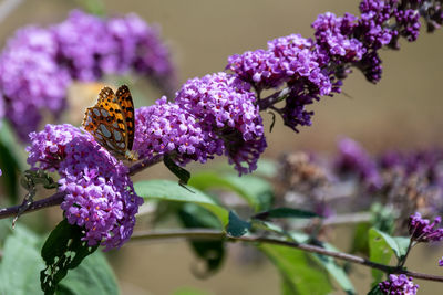 Close-up of butterfly on flower