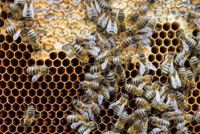 Close-up of bees