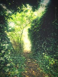 Trees growing in forest