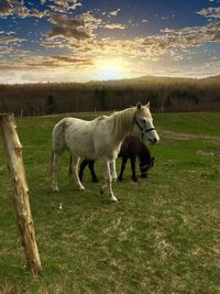 Horses grazing on field against sky