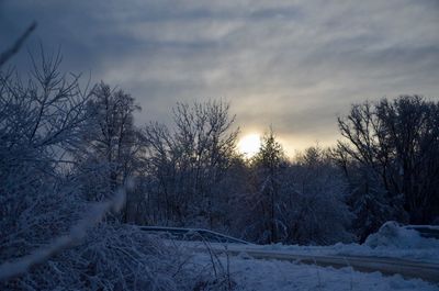 Trees against sky during winter