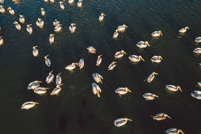 High angle view of birds swimming in lake