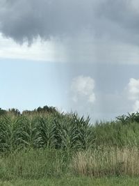 Plants growing on field against sky