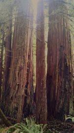 Trees in forest