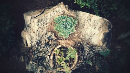 Close-up of tree trunk