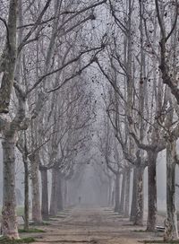 Road amidst trees and plants during foggy weather