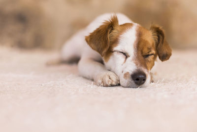 Close-up of a dog sleeping