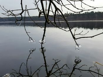 Bare tree by lake against sky