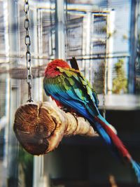 Close-up of parrot perching in cage