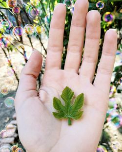 Close-up of hand holding plant