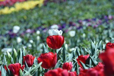 Close-up of red tulip flowers on field