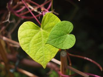 Close-up of green leaves