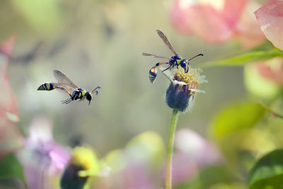 Close-up of flying insect pollinating on flower