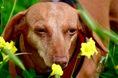 Close-up portrait of dog