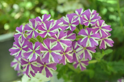 Close-up of pink flower