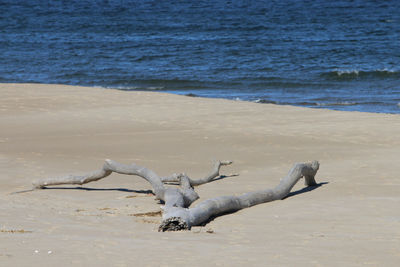 View of driftwood on beach