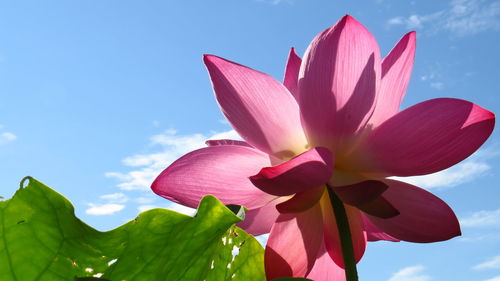 Close-up of pink lotus water lily against sky