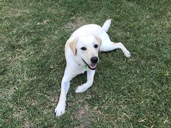 High angle view of dog on field