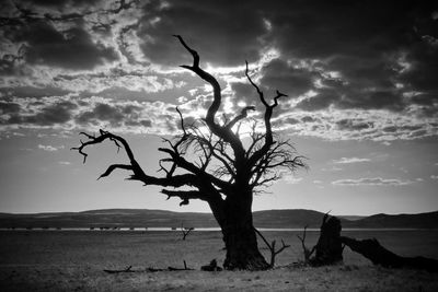 Bare tree by sea against sky