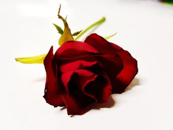 Close-up of red rose against white background