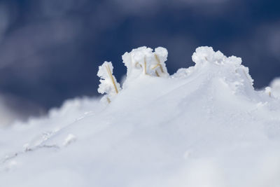 Close-up of snow on plant