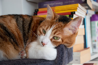 Close-up portrait of cat relaxing at home