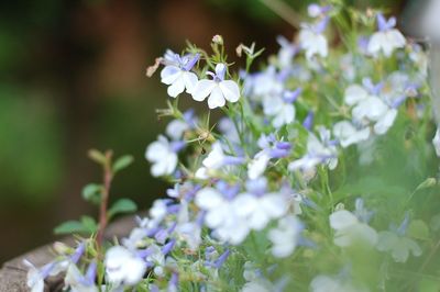 Close-up of purple flowers