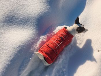 Small dog wearing a red jacket walking through deep snow on a freezing cold sunny day