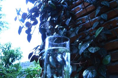 Low angle view of plants against sky