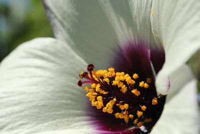 Close-up of white hibiscus pollen