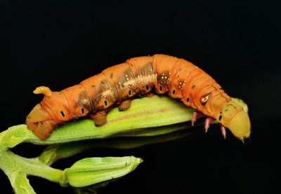 Close-up of lizard against black background