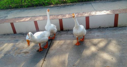 High angle view of birds