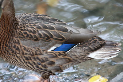 High angle view of mallard duck swimming in lake