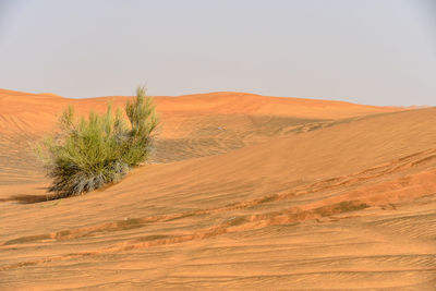 Sharjah desert area, one of the most visited places for off-roading by off roaders