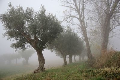 Trees on field during foggy weather