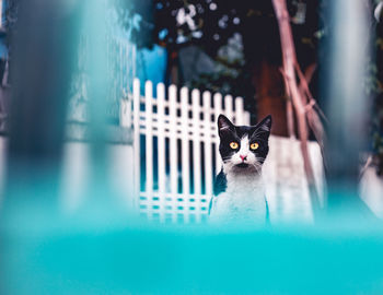 Portrait of cat on wall