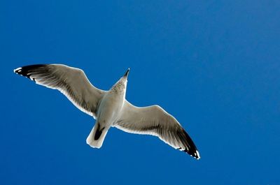 Low angle view of birds flying against clear blue sky