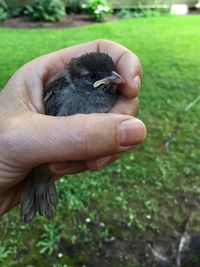 Close-up of a hand holding bird