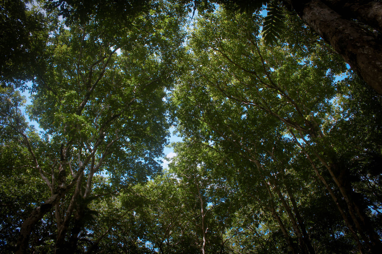 LOW ANGLE VIEW OF TREES AT FOREST