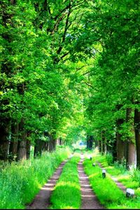 Footpath amidst trees