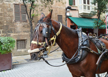 Horse cart in city