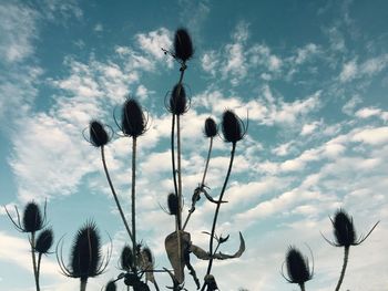 Low angle view of flowering plants on field against sky