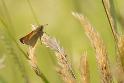 Close-up of insect on plant